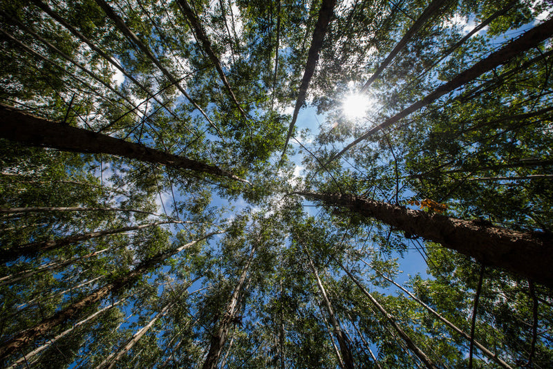 Eucalyptus Trees