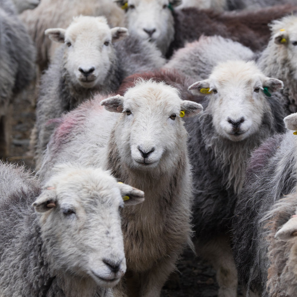 Flock of Herdwick sheep smiling 
